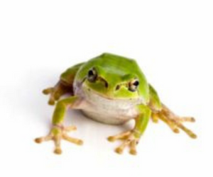 When, Where, & How to Eat Your Live Frog! Avoiding Procrastination.