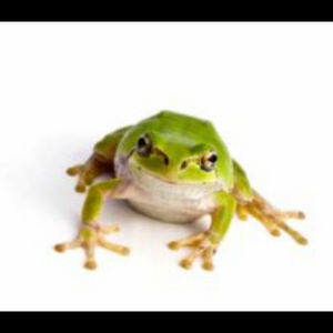 When, Where, & How to Eat Your Live Frog! Avoiding Procrastination.